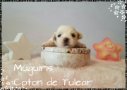 COTON DE TULEAR PUPPIES